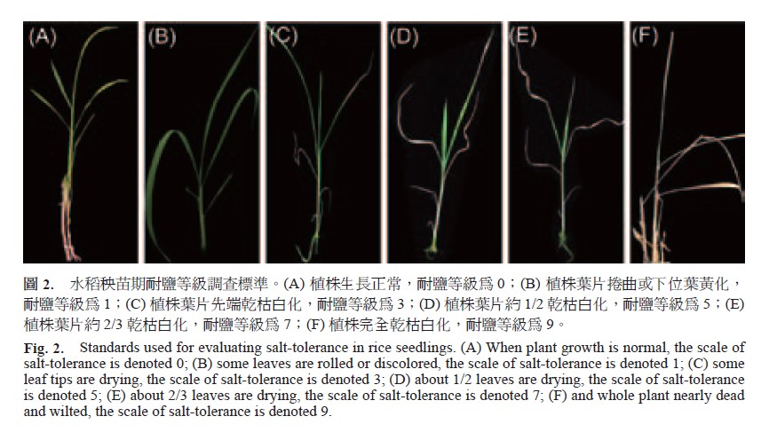 Standards used for evaluating salt-tolerance in rice seedlings. (A) When plant growth is normal, the scale of salt-tolerance is denoted 0, (B) some leaves are rolled or discolored, the scale of salt-tolerance is denoted 1, (C) some leaf tips are drying, the scale of salt-tolerance is denoted 3, (D) about 1/2 leaves are drying, the scale of salt-tolerance is denoted 5, (E) about 2/3 leaves are drying, the scale of salt-tolerance is denoted 7, (F) and whole plant nearly dead and wilted, the scale of salt-tolerance is denoted 9.
